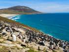 Colony of Rockhopper penguin during spring on Saunders Island, Falkland Islands. Art Print